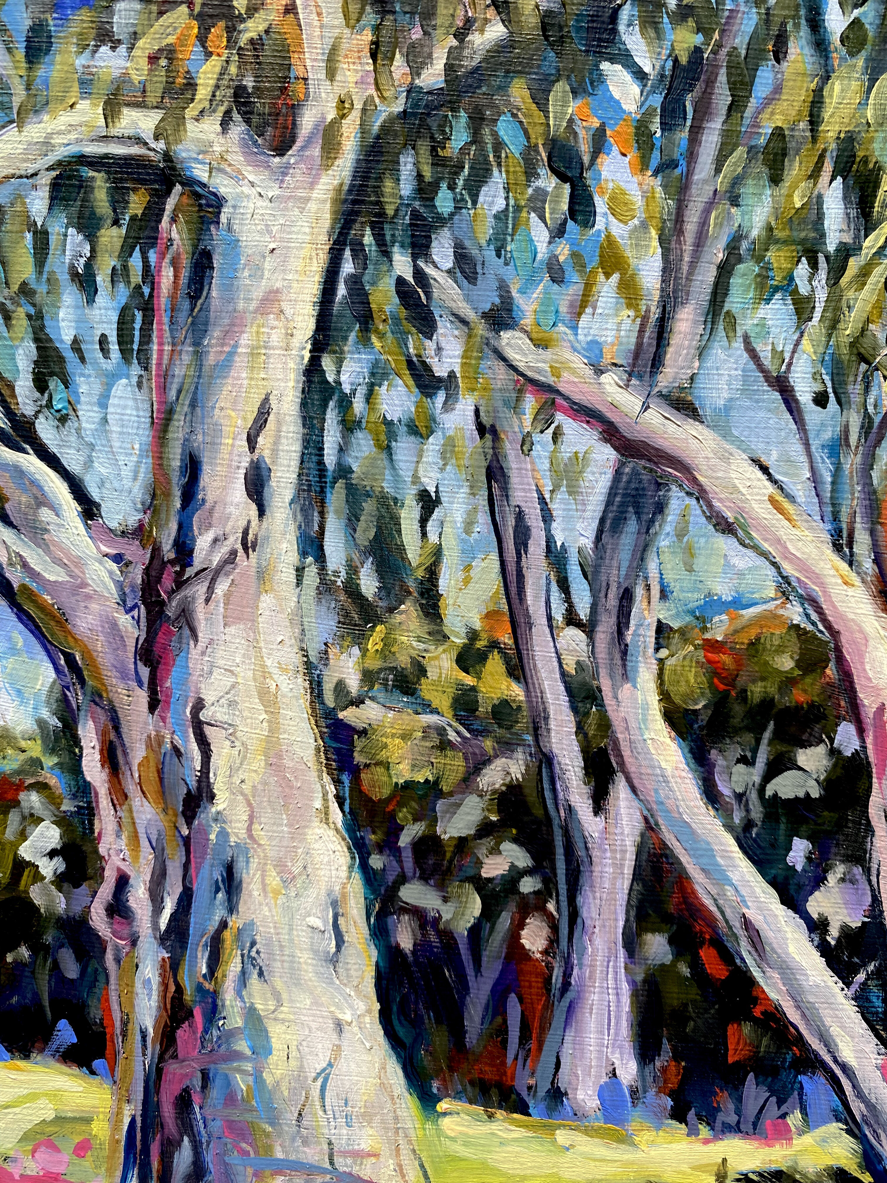 Finke River Gums 5